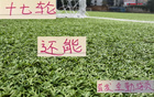 中超三豪門，維塔爾海港，馬納法申花，全勤外援17輪首發(fā)