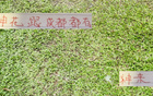 申花引援李可，蓉城租借多特神筆