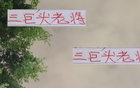三巨頭老將顯威，海港、國(guó)安、申花，誰(shuí)更勝一籌？